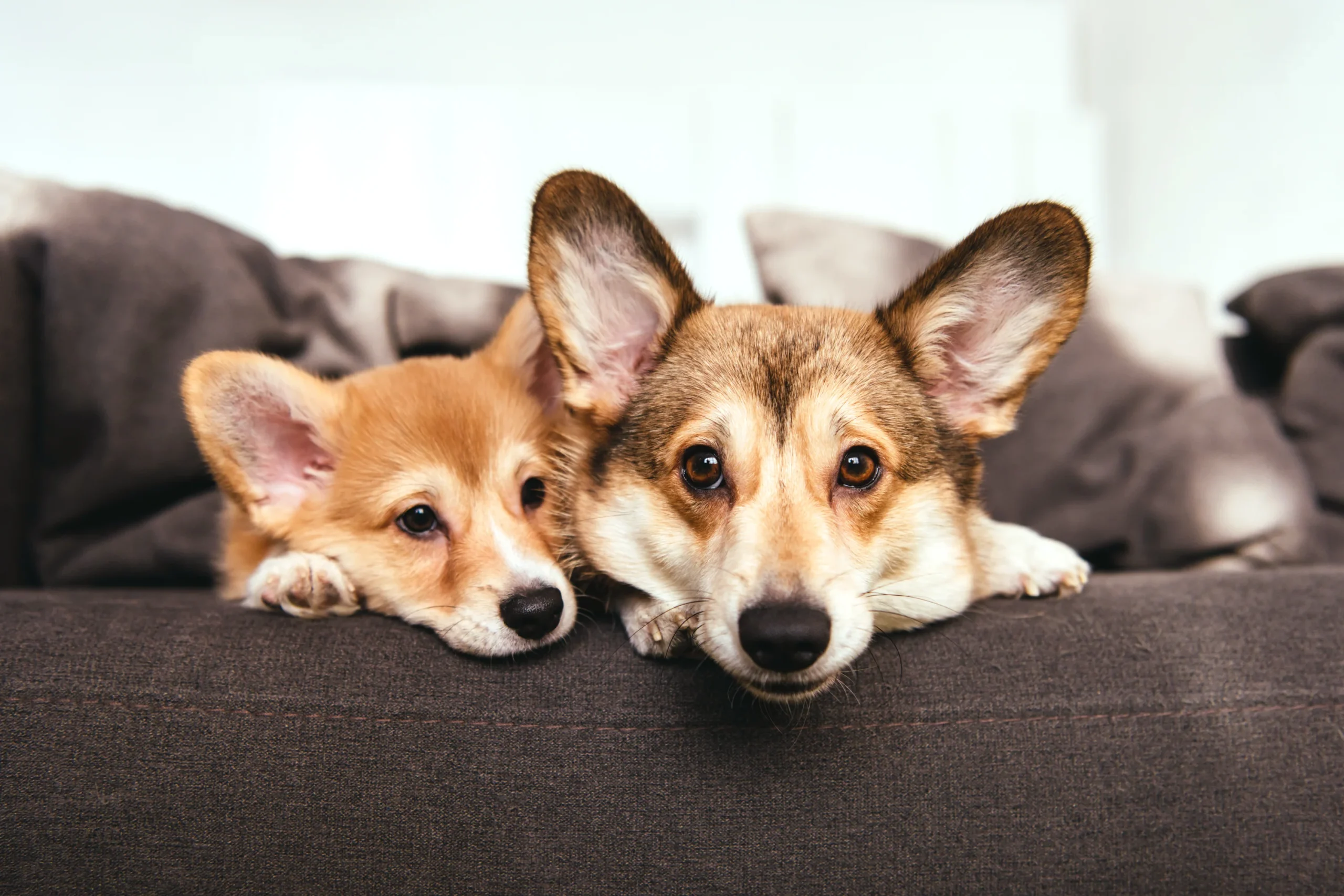 Pet Nutrition